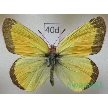 Colias christina W.H. Edwards, 1863 male Canada40d